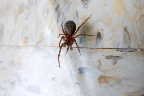 Amaurobius ferox